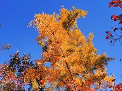 -香山公园