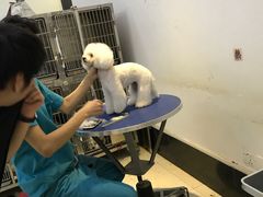 -创凡宠物医院·骨专科  猫科中心(西乡分院)