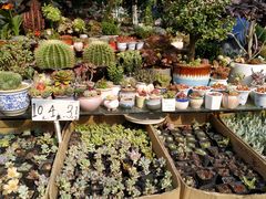 -曲阳花鸟市场(曲阳路店)