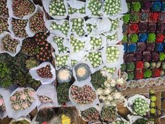 -循礼门鲜花花市(武汉循礼门店)