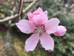 -金鸡湖桃花岛