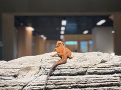 -帕帕拉兹宠物(亚洲旗舰店)