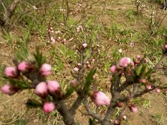 -洛阳郁金香牡丹园