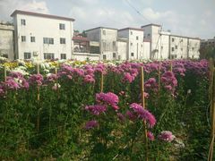 -欢姐伦教糕(北海大道北店)