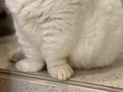 -飞行喵MR PILOT|猫舍·猫咖(静安大融城店)