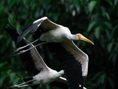 -广州长隆飞鸟乐园