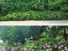 -上海滨江森林公园