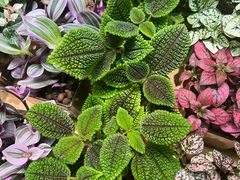 -花鸟鱼虫鲜花绿植市场(玉泉路店)