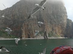 -长岛万鸟岛