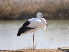-盐城丹顶鹤湿地生态旅游区
