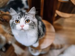 -飞行喵MR PILOT|猫舍·猫咖(静安大融城店)