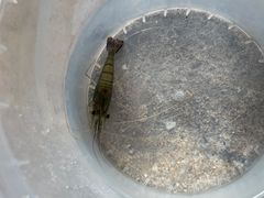 -DGE季风钓虾营地·团建·聚会