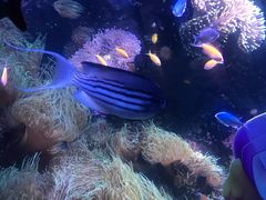 -悉尼海洋生物水族馆