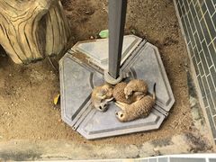 -森波拉奇妙世界