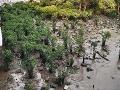 -宝安西湾红树林湿地公园