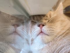 -楼上猫咖(罗湖店)