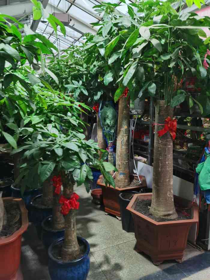 哈尔滨花卉大市场-"前两年上班的时候总来这边采购商场和办公室.