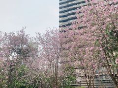 -景田北六街公园宠物主题园