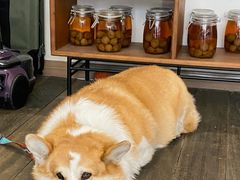 -肥朵食堂(带梦胡同店)