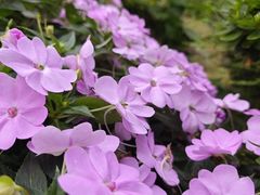 -中国科学院华南植物园