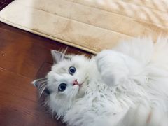 -Bastet sally猫舍购宠(静安店)
