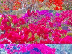-莲花山公园