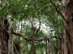 -中国科学院西双版纳热带植物园