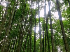-蜀南竹海景区