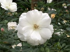 -人民公园(罗湖区)