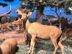 -国家自然博物馆