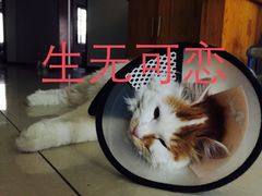 -美联众合动物医院·内科·皮肤科·外科(古城分院)