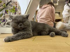 -猫域·湾主题猫咖·宠物吧(南坪城市广场店)