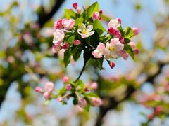 -海棠花溪(元大都城垣遗址公园)