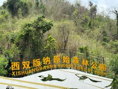-西双版纳原始森林公园