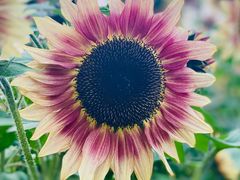 -花开海上生态园