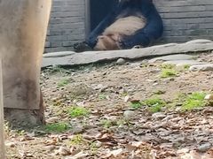 -都江堰中华大熊猫苑