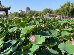 -莲花池公园