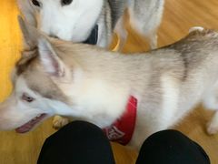 -Husky Go! 哈士奇体验馆·宠物咖啡厅狗咖