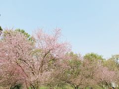 -秀丽东方