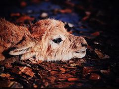 -中国湿地博物馆