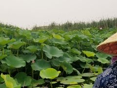 -荷塘月色湿地公园·向阳花洲