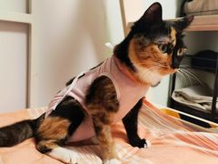 -达爱动物医院·犬猫分区·CT·复杂眼科(远洋山水分院)