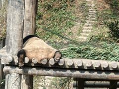 -碧峰峡风景区