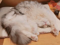 -猫腻·猫咖·撸猫馆(星光大道店)
