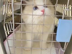 -lincat·猫舍(广州店)
