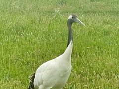-盐城丹顶鹤湿地生态旅游区
