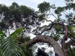 -梧桐山风景名胜区