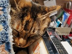 -猫的天空之城概念书店(杭州南宋御街店)