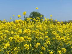 -长兴太湖图影湿地文化园