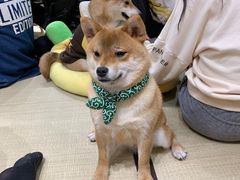 -逗柴咖啡屋·狗咖猫咖宠物桌游